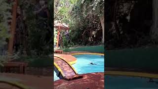 monkey dive