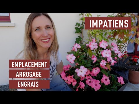 Vidéo: Quel est le meilleur engrais pour les impatiens ?