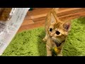 【保護猫】子猫に煮干しに続いてカツオをあげた結果…