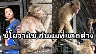 ต่างมุม! Chayovanich ปรับตัวท่ามกลางตึกร้าง กับ "ลิงลพบุรี"