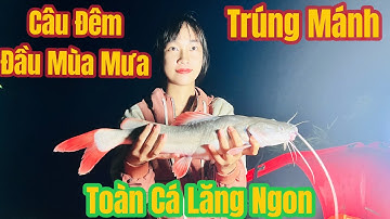 Câu Cá Lăng Đầu Mùa Mưa Trúng Mánh Quá Nhiều Cá To