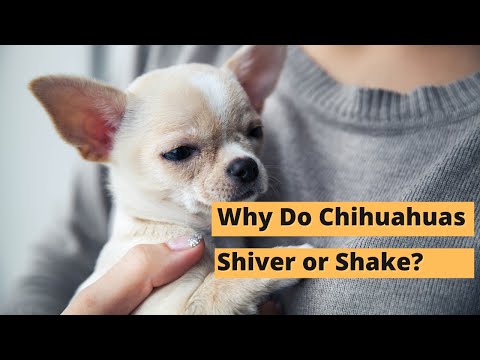 Video: Why Do Chihuahuas Tremble