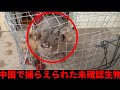 【衝撃映像】カメラが捉えたこの世に潜む恐ろしい生物TOP5【都市伝説】