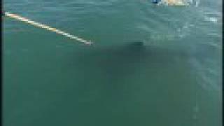 Shark Week- Shark Tagging Explained