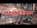 Japanese Cedar