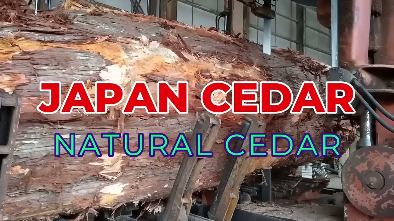 Japanese Cedar