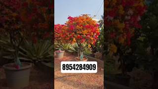 # Grafted Multicoloured Bougainvillea Plants   8954284909 All India delivery available plant