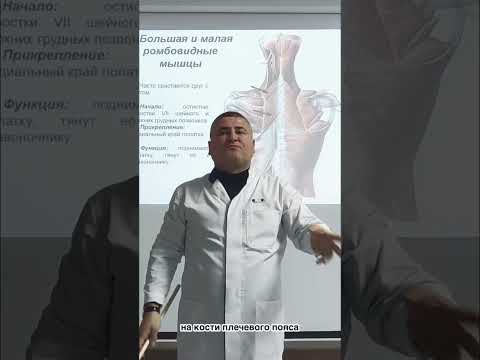 Мышцы спины - действие поверхностного и глубокого слоя