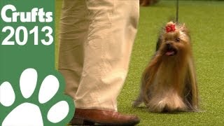 Group Judging Toy and Presentation  Crufts 2013