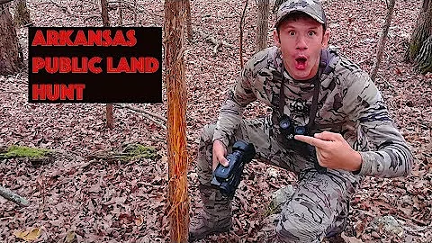 Arkansas Public Land, Lots of Deer