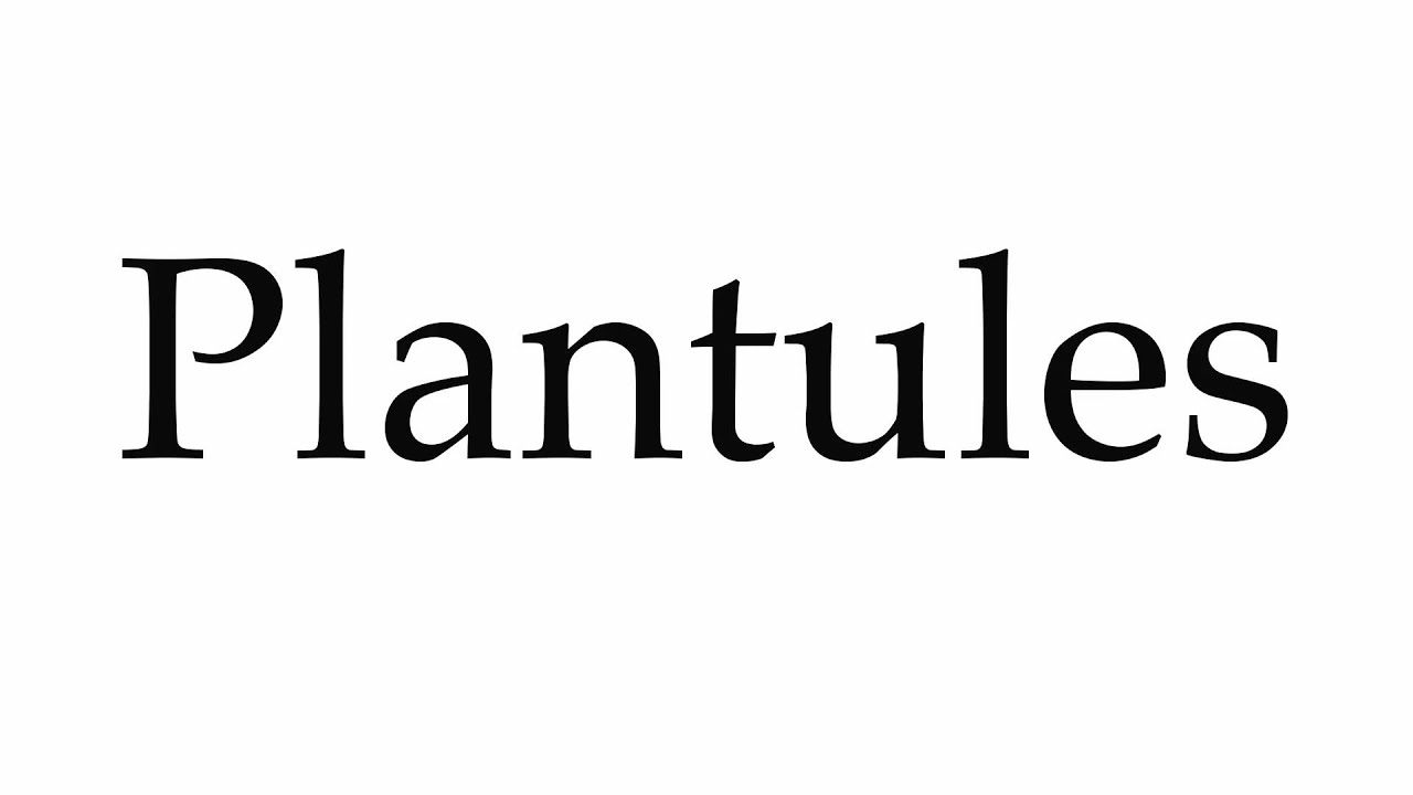 How to Pronounce Plantules