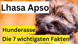 Lhasa Apso Hunderasse 🐶 Die 7 wichtigsten Fakten im Hundeportrait by Hundefantastisch 340 views 9 months ago 10 minutes, 5 seconds