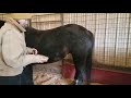 Groom with Equiscential Coat Enhancer Spray so the Dust goes off the Horse!