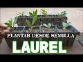 COMO PLANTAR LAUREL POR SEMILLAS con Éxito Reproducir Laurel 🌱 en Huerto urbano Cuidados del Laurel