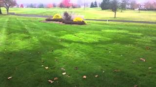 Problems with Bentgrass in a Residential Lawn