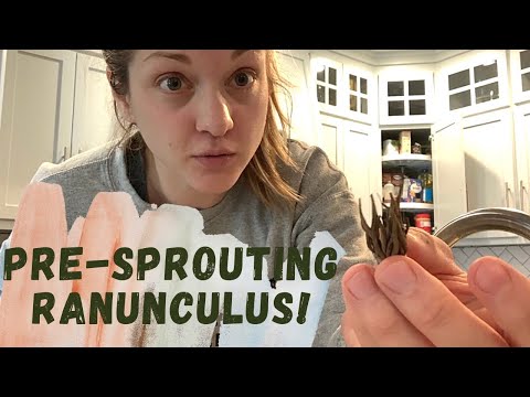 presprouting ranunculus