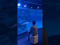 Blacktip Reef Sharks &amp; more at Aquaria Phuket Thailand! #shorts #sharks #phuket #thailand #ชมปลาฉลาม