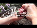 ✿ Semer des radis en pot pour le balcon | semis économique