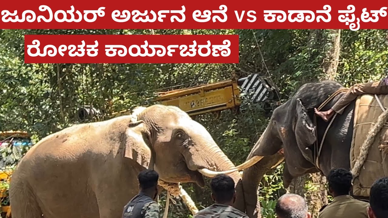 ಜೂನಿಯರ್ ಅರ್ಜುನ vs ಕಾಡಾನೆ ಫೈಟ್ ರಣ ರೋಚಕ ಕಾರ್ಯಾಚರಣೆ ಇಂದು ಕೊನೆಗೂ ಸೆರೆ | junior Arjuna vs wild 