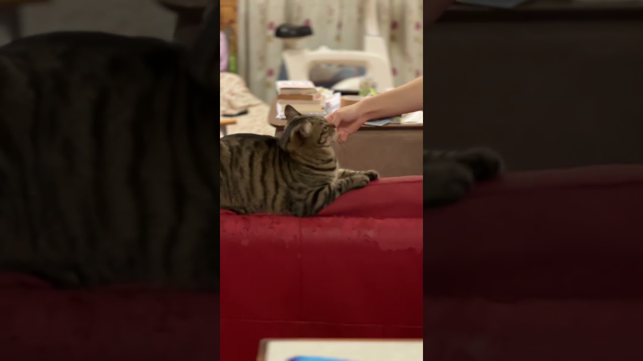 ［カウンターパンチ🤜］お姉ちゃんの執拗な攻撃に耐えながら、反撃を狙うトラジ！ #猫 #cat #キジトラ