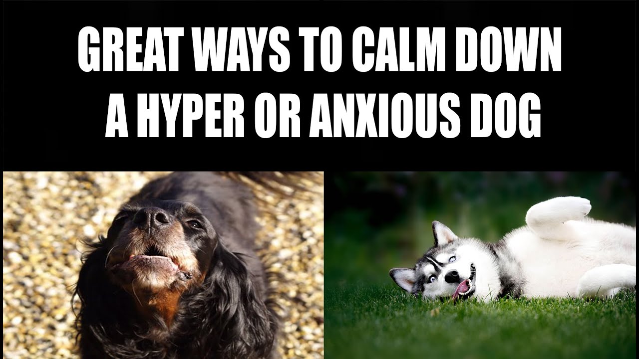 Great Ways to Calm Down a Hyper or Anxious Dog - YouTube