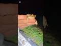 Rescatando unos sapos de una muerte segura