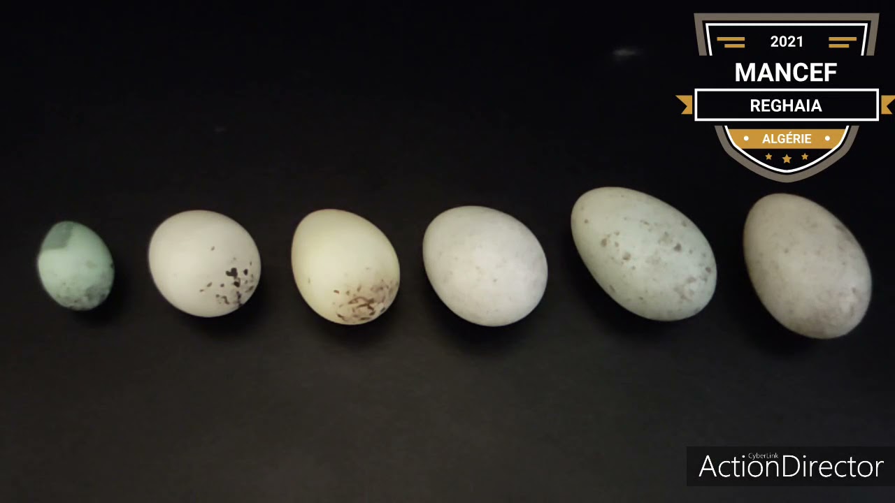 الانثى تضع بيض صغير..كيف و لماذا...!!!