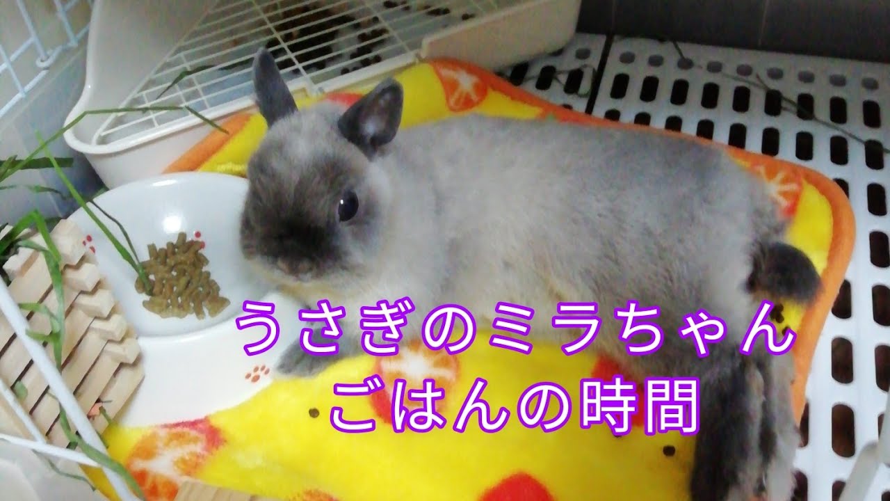 うさぎのミラちゃんのごはんの時間 7 Youtube