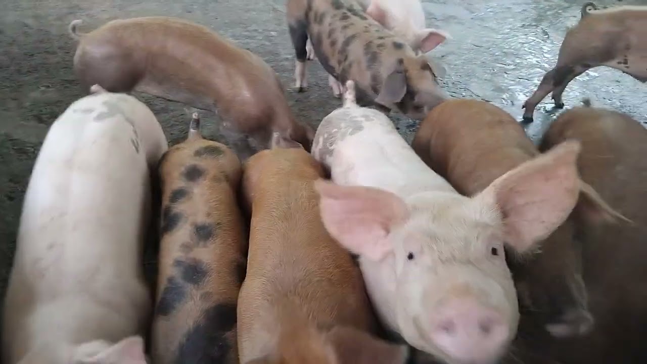 Lân  múa rộn ràng khai trương,nhưng năm nay hông có heo để bảo vệ nữa