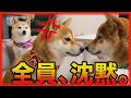 リーダー犬の逆鱗に触れた末っ子柴犬。家族全員が凍りつきました・・・