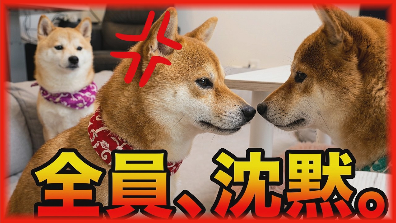 The pack leader got furious at the youngest Shiba Inu for trying