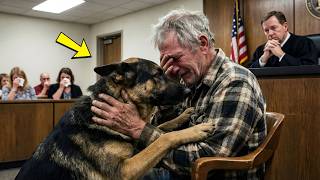 Ein blinder Hund rettet seinen Besitzer vor Gericht: Das Urteil des Richters rührte alle zu Tränen!