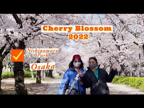 Beautiful Cherry Blossom 美しい桜 | Sakura さくら - Osaka, Japan.