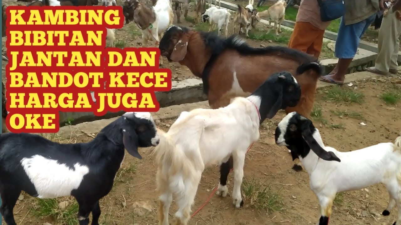 KAMBING BIBITAN JANTAN DAN BANDOT KECE HARGA JUGA OKE - YouTube
