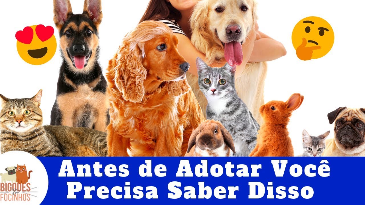 10 coisas que deve saber antes de adotar um gato