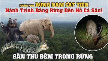 Khám Phá Rừng Nam Cát Tiên, Hành Trình Băng Rừng Đến Hồ Cá Sấu, 1 Mình Đi Rừng Sẽ Như Thế Nào?