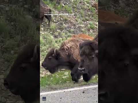 Watch this battle of the bison butting heads in Yellowstone National Park #Shorts