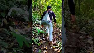 Cari durian di hutan kalimantan