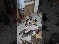 our cats waiting for their dinner #adoptedcats