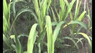Maize Downey Mildew Field Screening For Marker Assisted Selection
