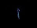 new release in 24 hours