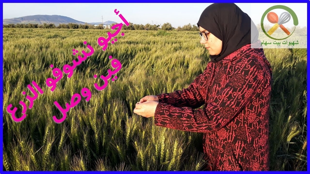 حقل القمح وشكل السنابل