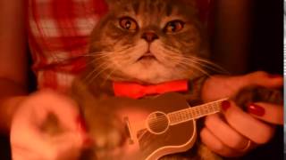 Кот играет на гитаре Somewhere over the rainbow   Cat plays guitar Somewhere ove