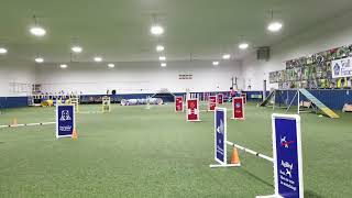 Phenix agility class 3/3/2020, CPE Wildcard practice and a little distance handling work
