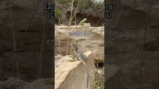 Eastern Collared Lizards, Kansas 2024