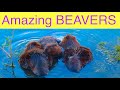 Watch these awesome clips of beavers my best of 2022