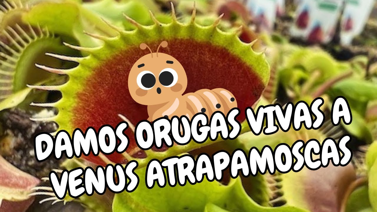 Mil Anuncios Com Carnivora Plantas Carnivora En Sevilla Mil Anuncios Com Carnivora Plantas Carnivora En Sevilla