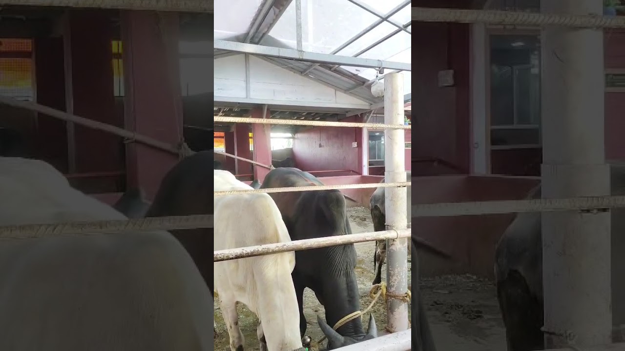 Bangalore ISKCON H.C.R. Layout Karnataka Goshala, Feeding for Ancestors 