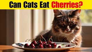 Can Cats Eat Cherries?