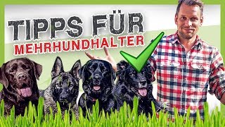 Kann man drei Hunde halten?